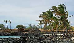 Windswept black lava shoreline - Lapakahi State Historic Park, Hawaii