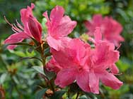 Azalea Flower