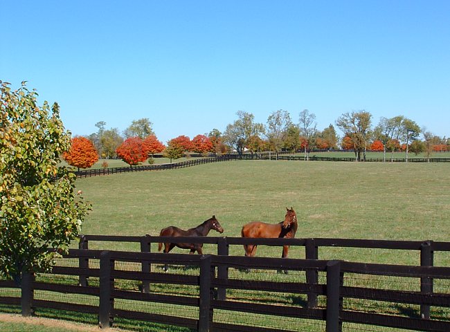 Lexington Horse Farm