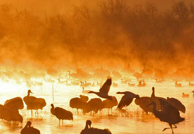 Bosque del Apache National Wildlife Refuge - New Mexico