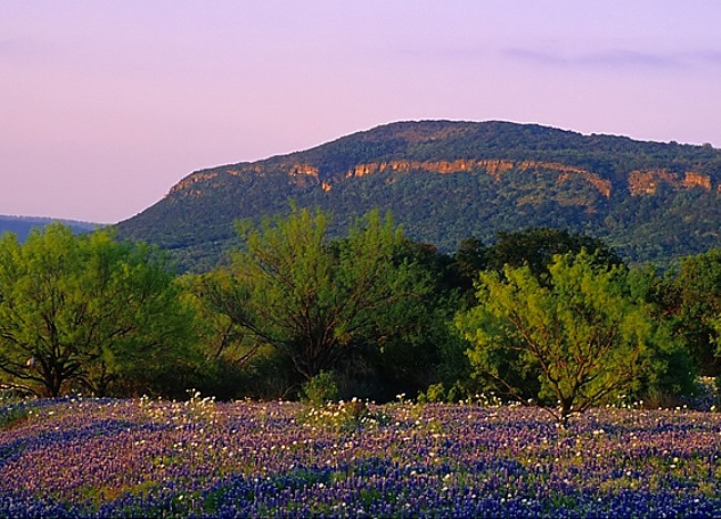 Texas Bluebonnets - State Flower of Texas - Willow City Loop, Gillespie County
