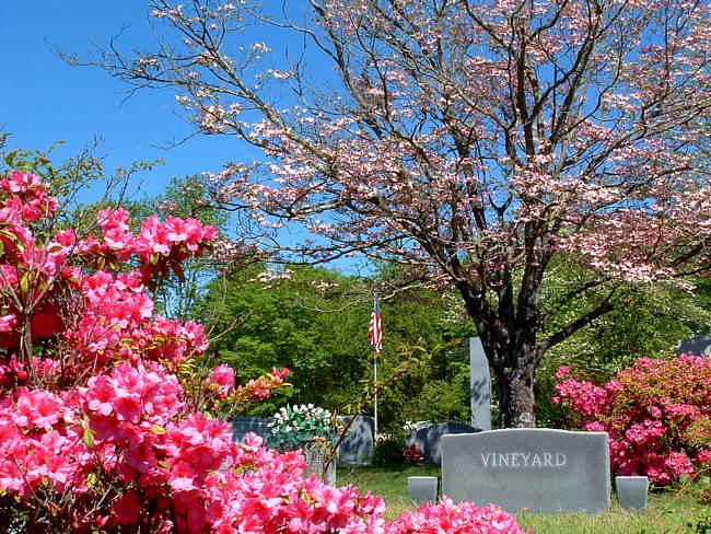 Springtime Blooms
