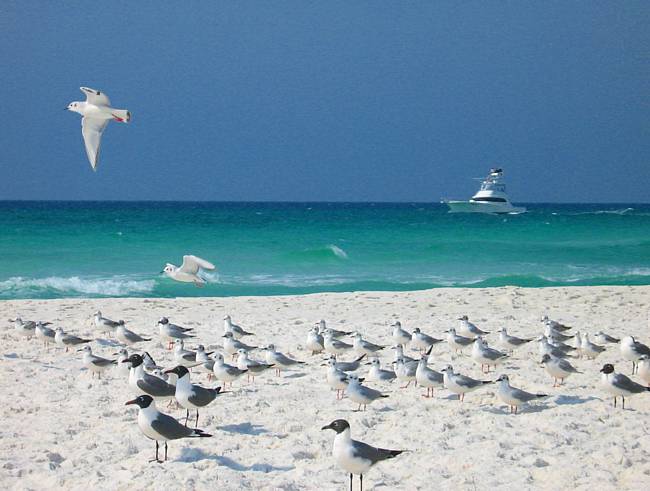 Henderson Beach