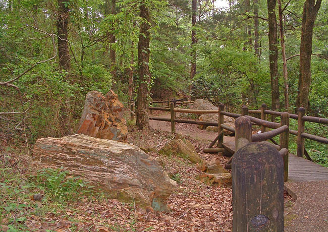 Nature Trail - Mississsippi Petrified Forest, Flora, Mississippi