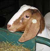 Long Eared Goat - Malabar Farm State Park - Lucas, Ohio