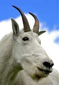 Many Glacier Mountain Goat