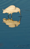 Little egret - Merritt Island NWR, Florida