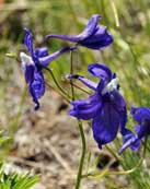 Mill Creek Road Wildflowers