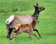 Mill Creek Road Wildlife