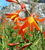 Montbretia or Coppertips - Alcatraz Island, CA