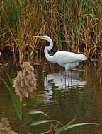 Great Egret - Bombay Hook NWR