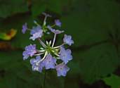 Natural Head Wildflowers