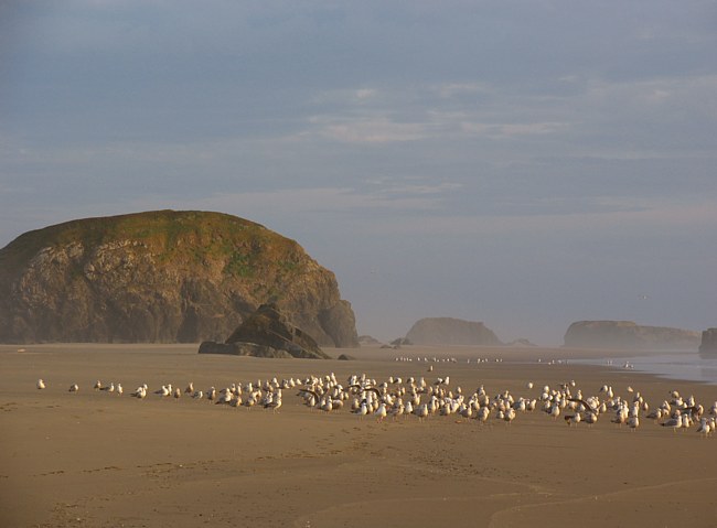 Oregon Coast
