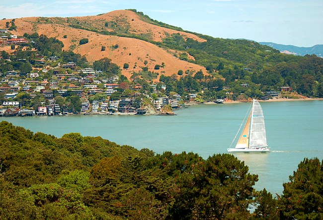 Tiburon