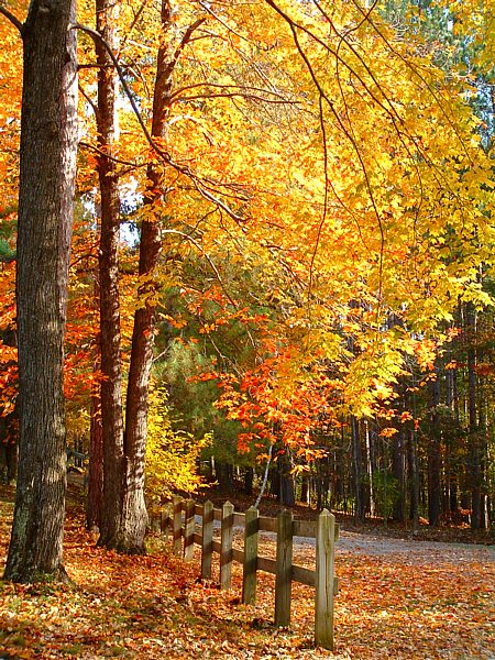 Tioga State Forest