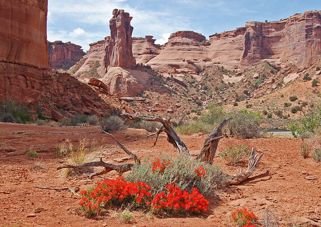 Indian Paintbrush - Arches National Park, Utah
