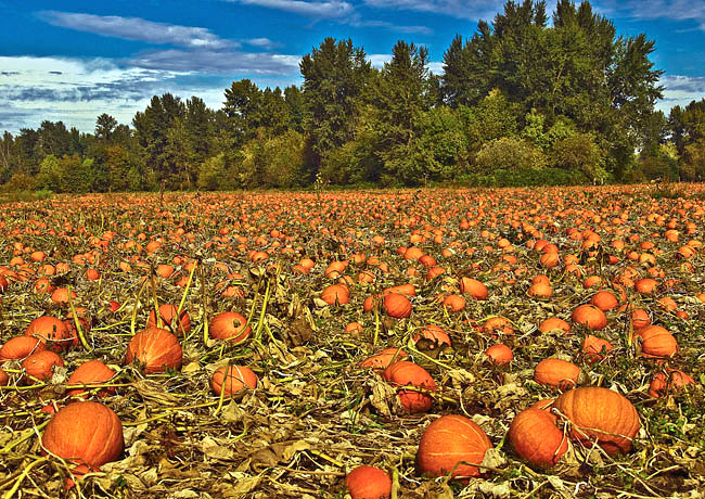 Linn County Pumpkin Patch - Grandpa's Farm, Albany, OR