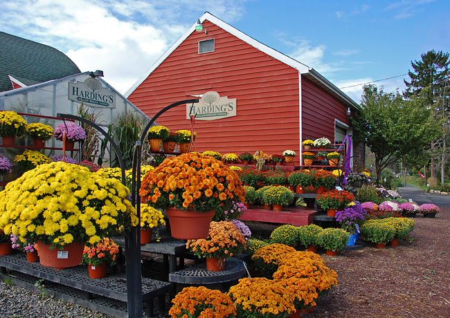 Harding's Willow Brook Farm Garden Center, Pattenburg, NJ