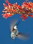 Ocotillo and Hummingbird - Joshua Tree National Park, California