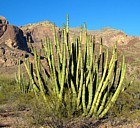 Organ Pipe Cactus