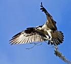 Osprey