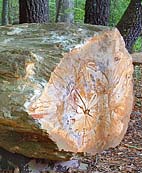 Petrified Log - Mississsippi Petrified Forest, Flora, Mississippi