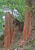 Petrified Log - Mississsippi Petrified Forest, Flora, Mississippi