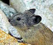 Pika