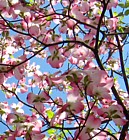 Pink Dogwood Blooms