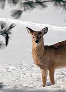 Whitetail Deer - Pipestem State Park, WV