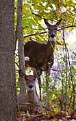 Portland Preserve Deer