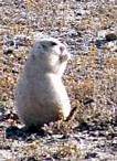 Prairie Dog