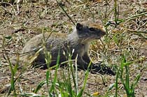 Prairie Dog