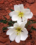 Desert Primrose