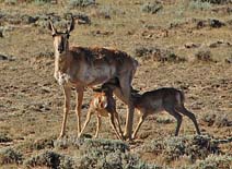 Pronghorn Family