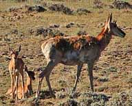 Pronghorn Family