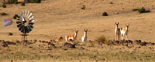 Proghorn Herd - Cimarron National Grassland