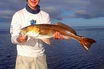 Red Fish - Mosquito Lagoon,Titusville, Florida