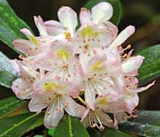 Rhododendron Blossoms- Georgia