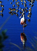 Roseate Spoonbill