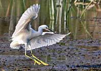 Snowy Egret - St. Marks Wildlife Refuge, Florida