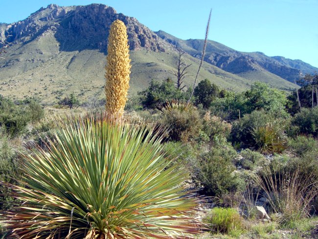Guadalupe Mountains