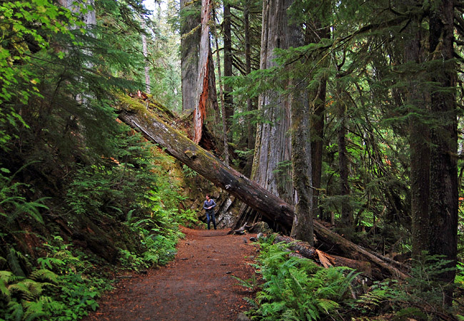 Grove of the Patriarchs - Mount Rainier National Park, Washington
