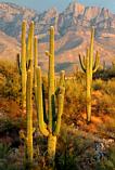 Saguaro Cacti