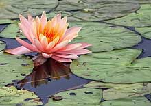 Water Lily - Schedel Garden Pond