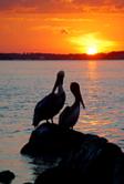 Sebastian Park Pelicans