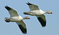 Skagit Valley Snow Geese - Skagit County, Washington