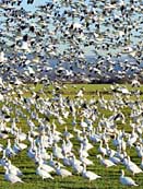 Skagit Valley Snow Geese - Skagit County, Washington