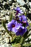 Sky Pilot wildflower