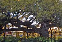 St. John Oak Tree - Cathedral of Saint John the Evangelist, Lafayette, Louisiana
